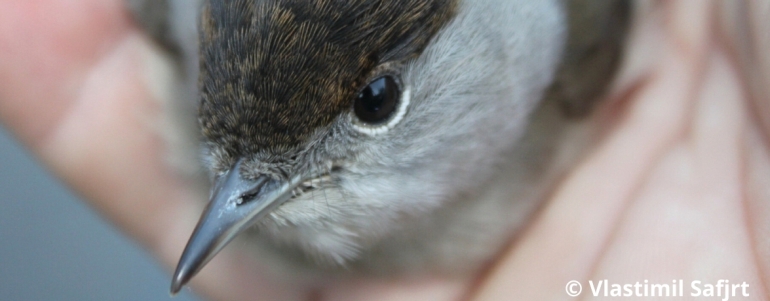 Pěnice černohlavá