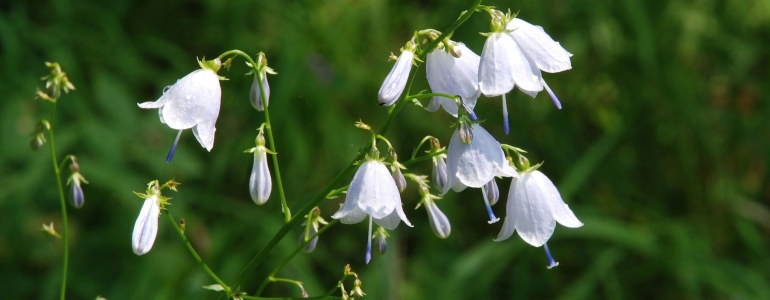 Zvonovec liliolistý, foto Jaroslav Mottl