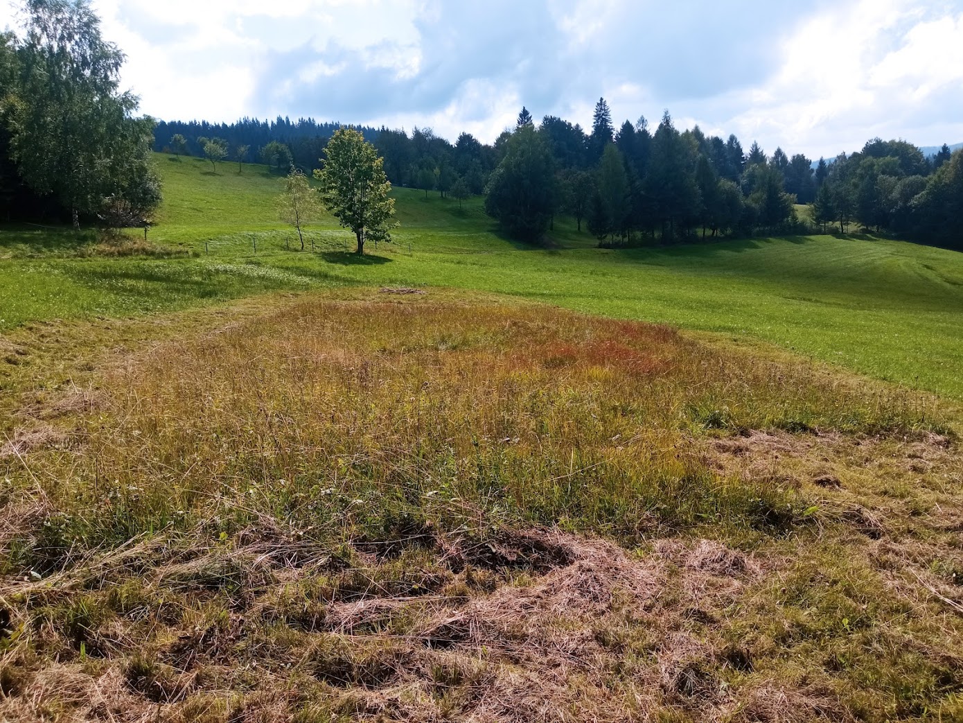 Mokřad Pod Červeným křížem.