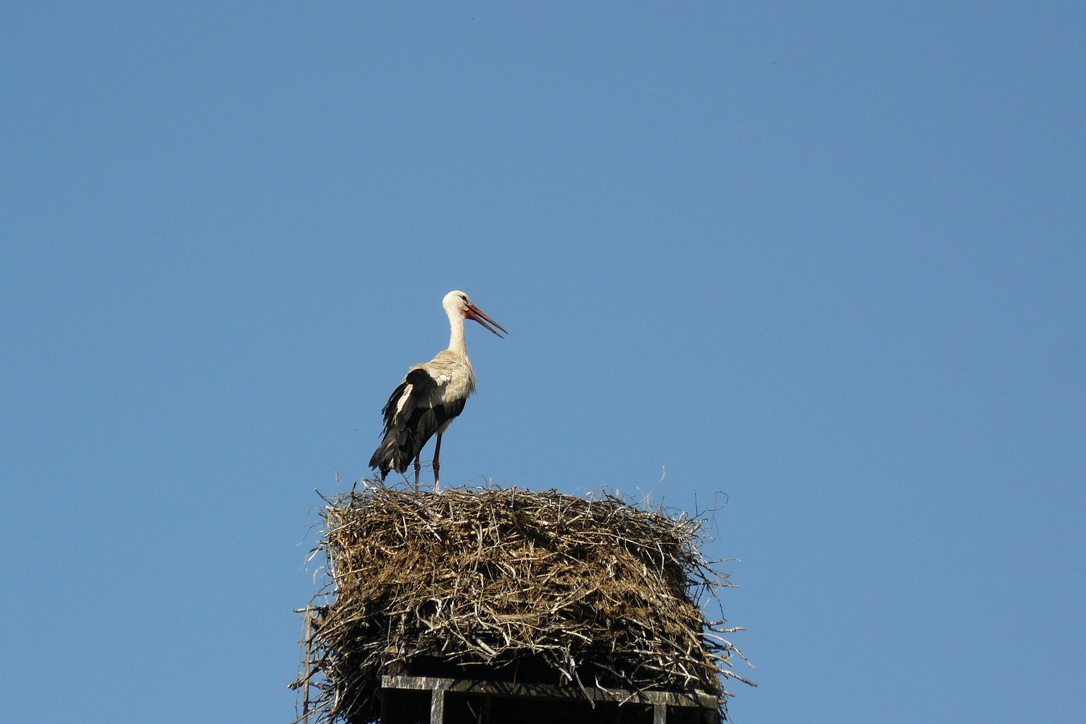 čáp bíly na hnízdě