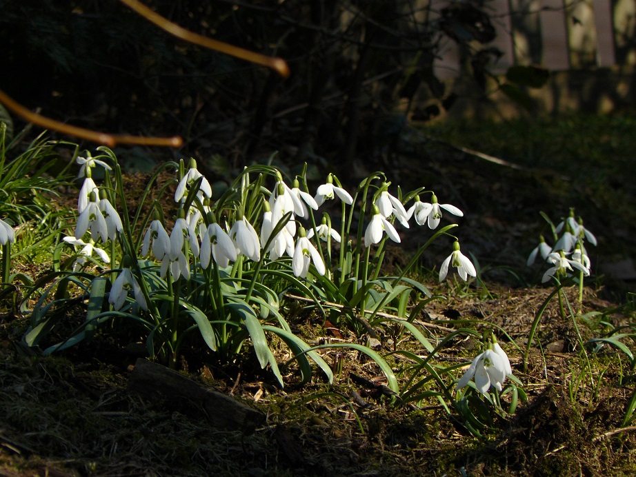 sněženka podsněžník