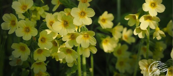 detail květů prvosenky jarní