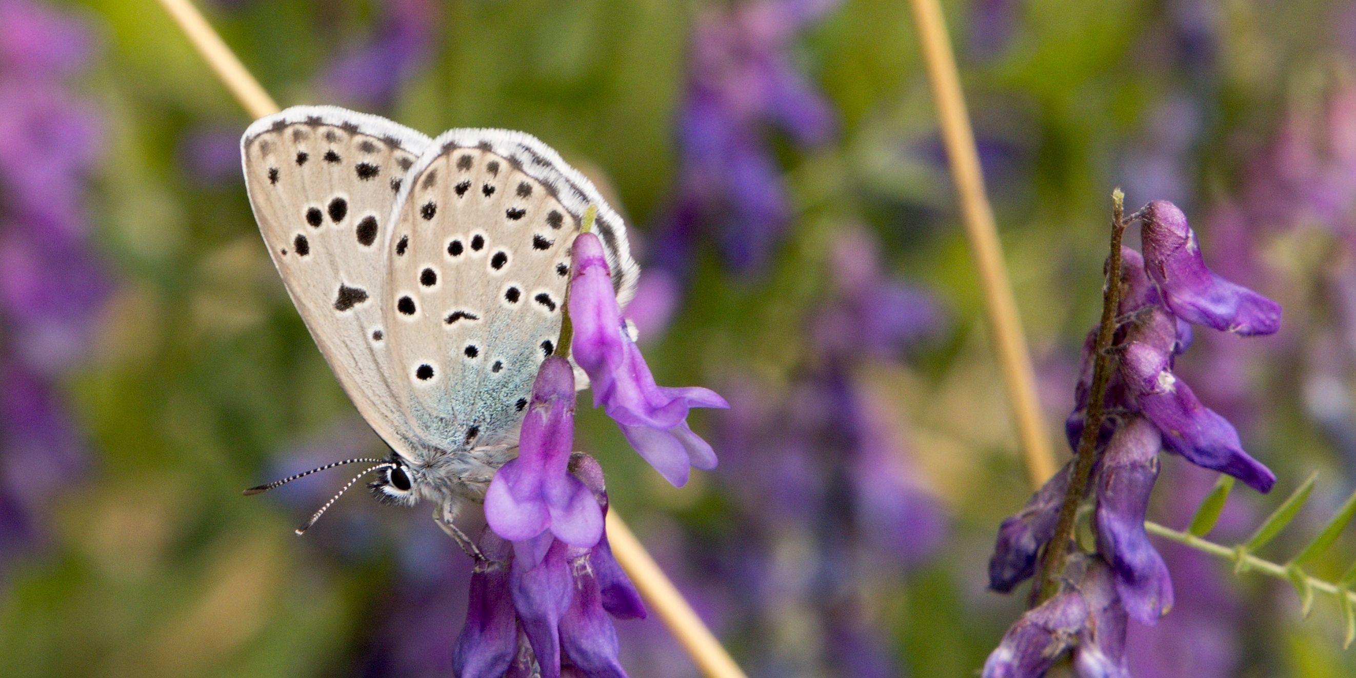 modrásek černoskvrnný 2 foto Zuzana Růžičková