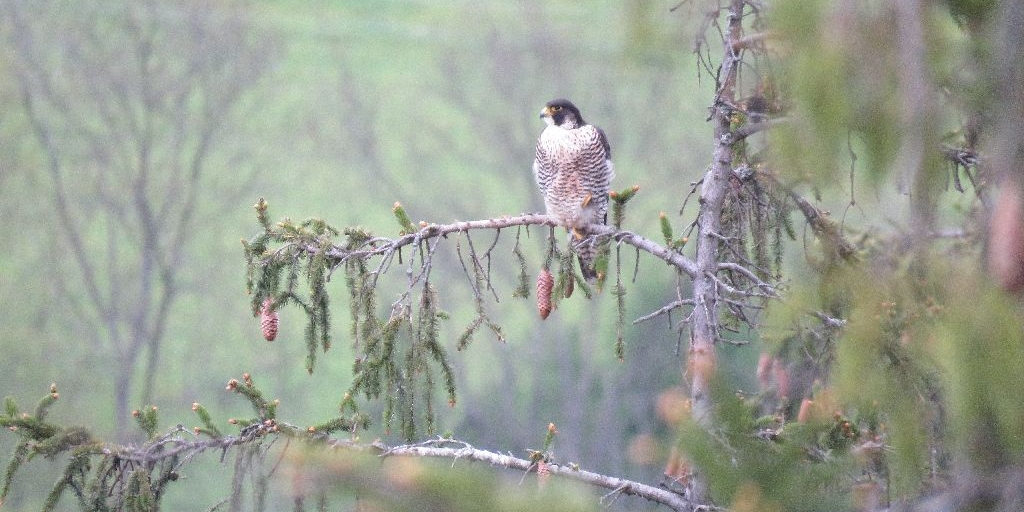 Sokol stěhovavý na stromě.