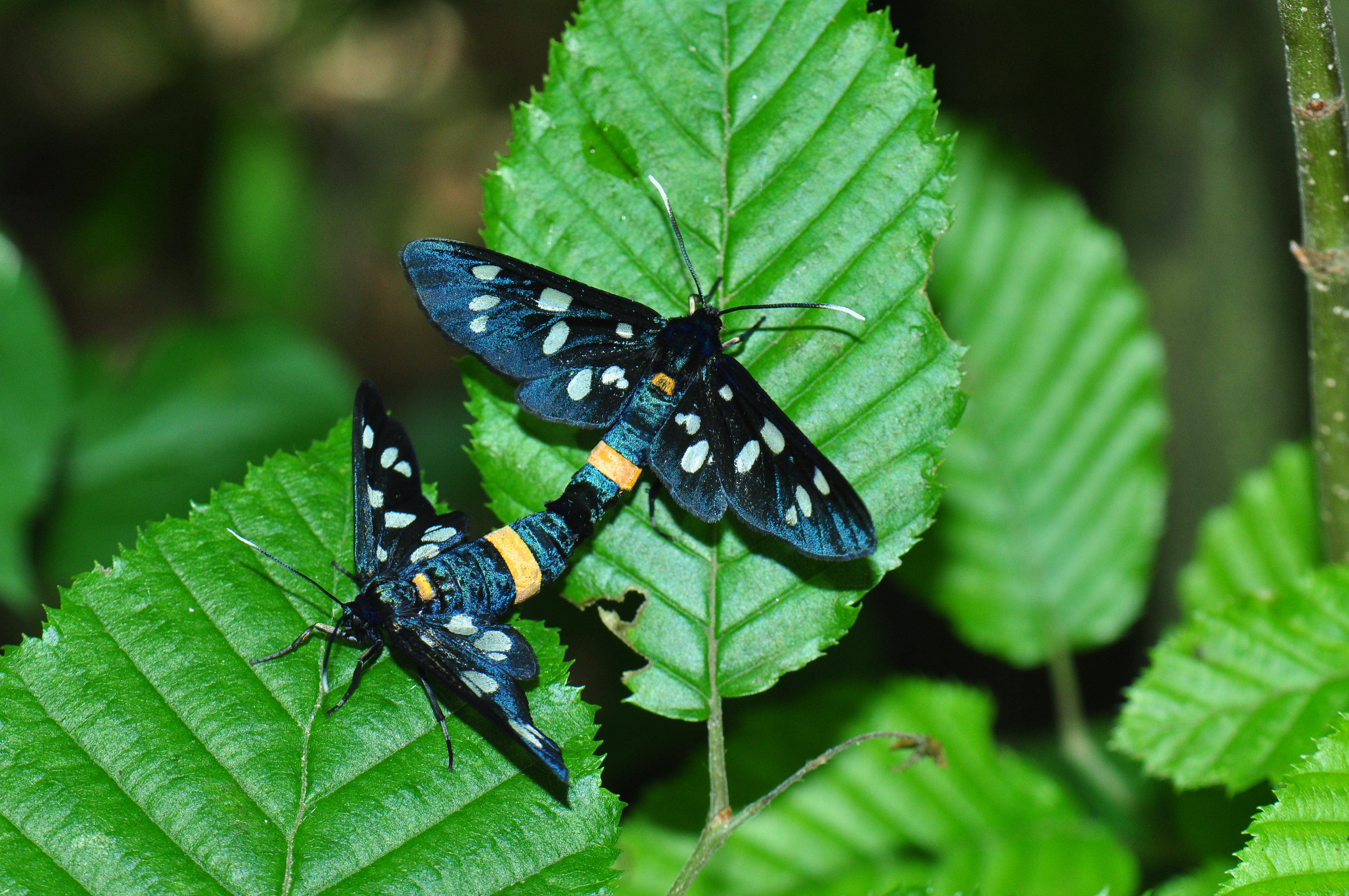 Bělosvrnáč pampeliškový