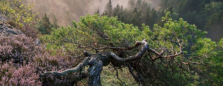 Drábské světničky