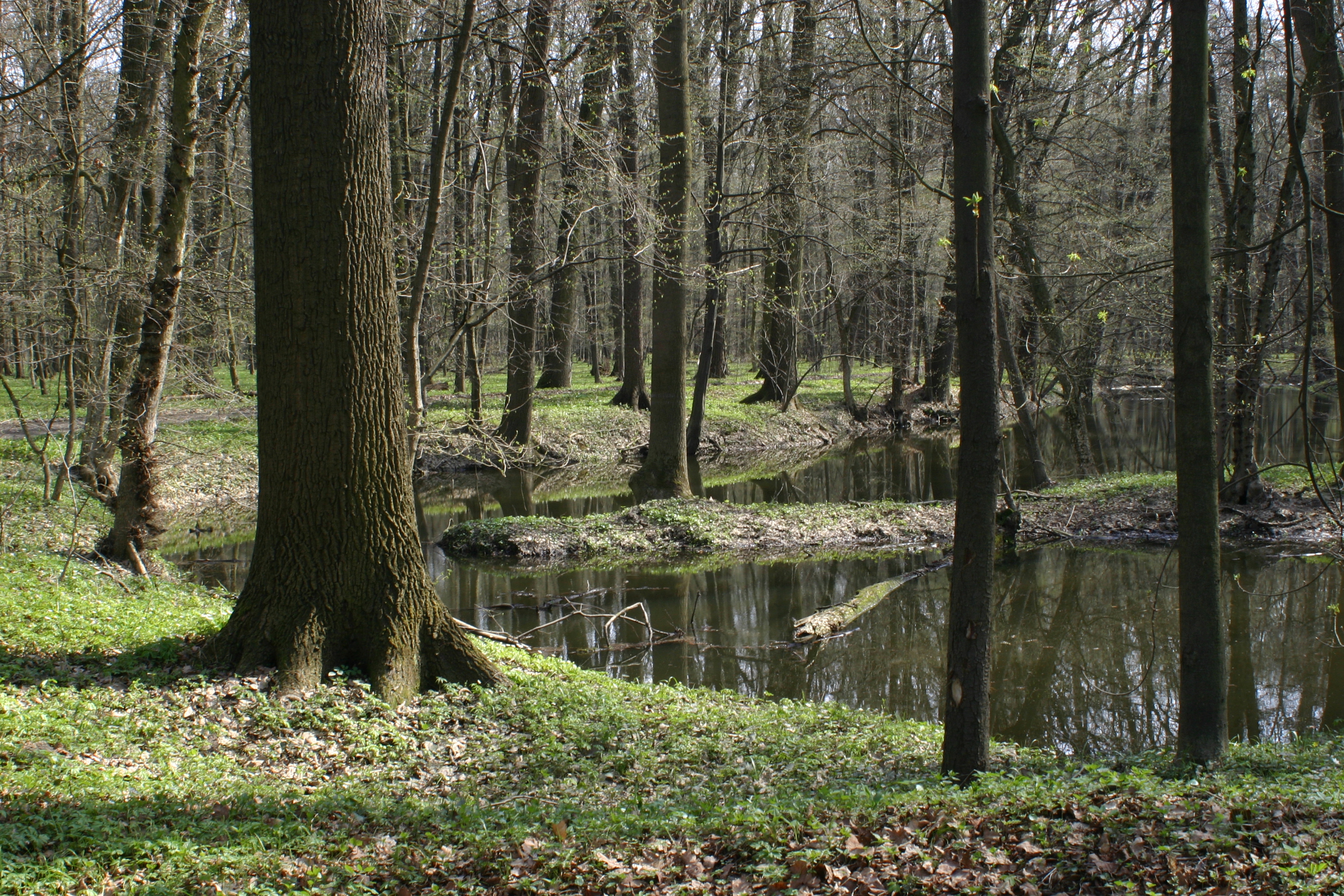Pohled do lužního lesa.
