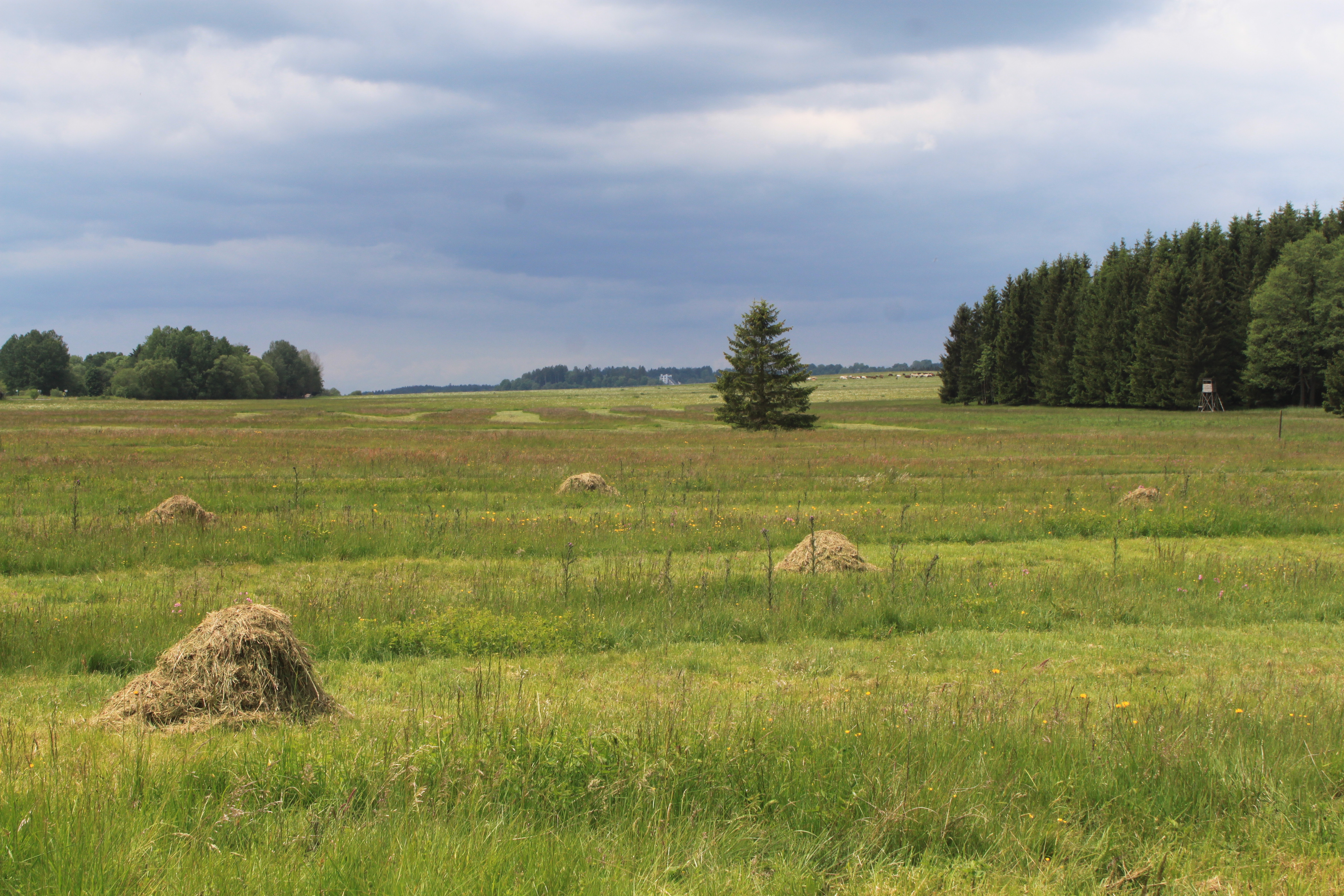 Podhorní slatě_Rolková