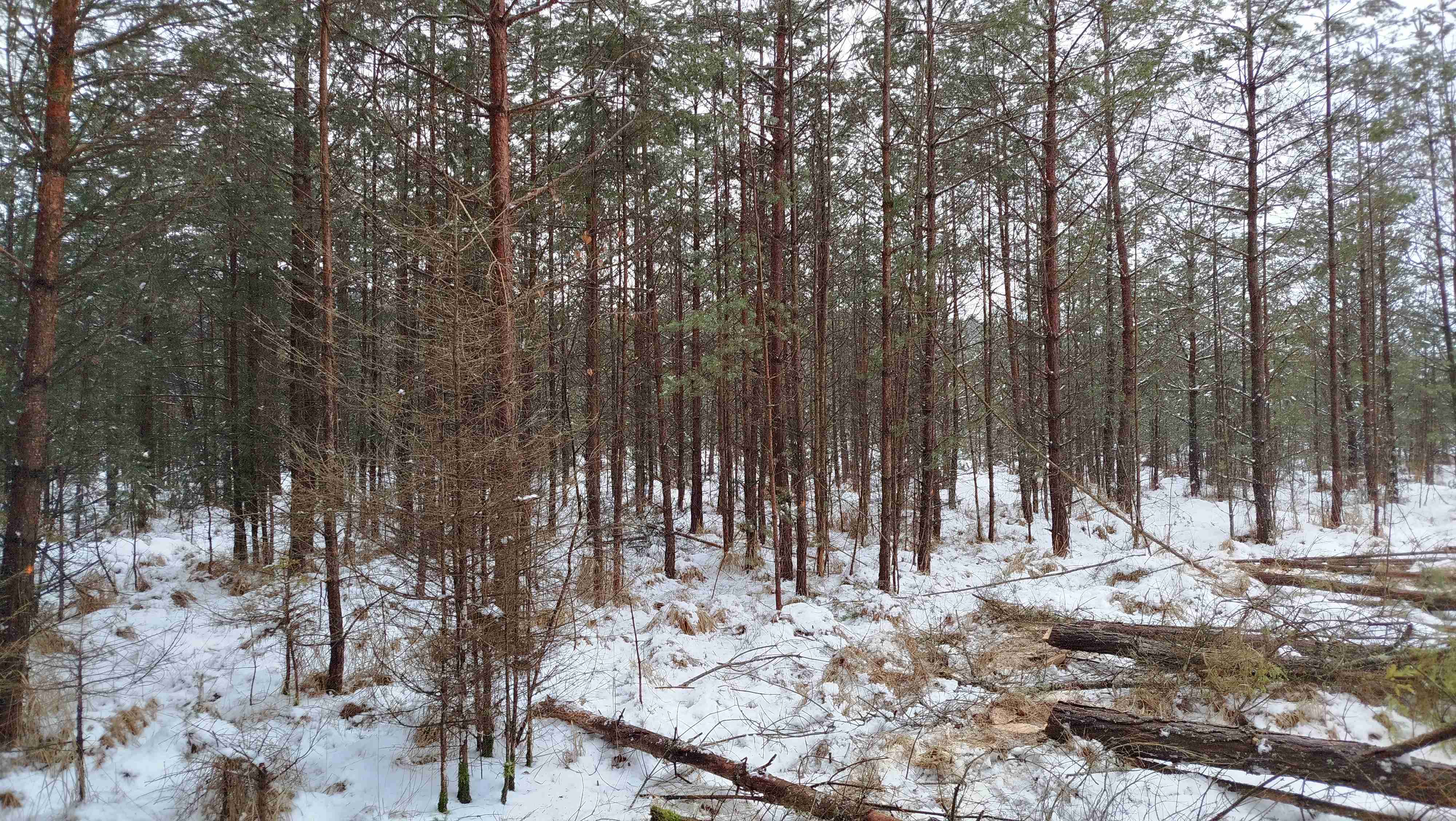 Mladý stejnověký les se 100% zastoupením borovice lesní (před zásahem). Foto Zdeňka Neudertová.