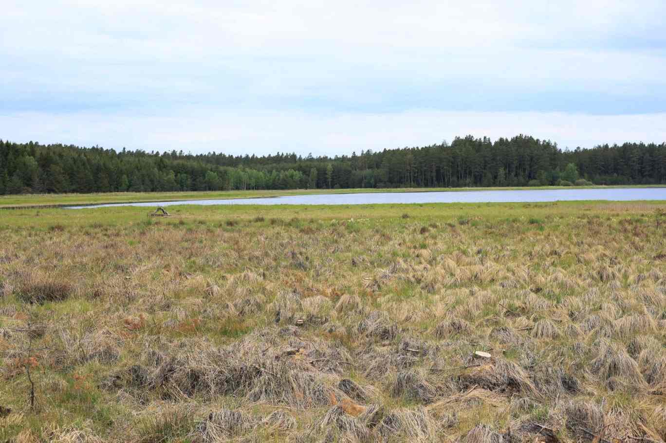 Pohled na otevřenou plochu po provedeném kácení. Foto Zdeňka Neudertová.