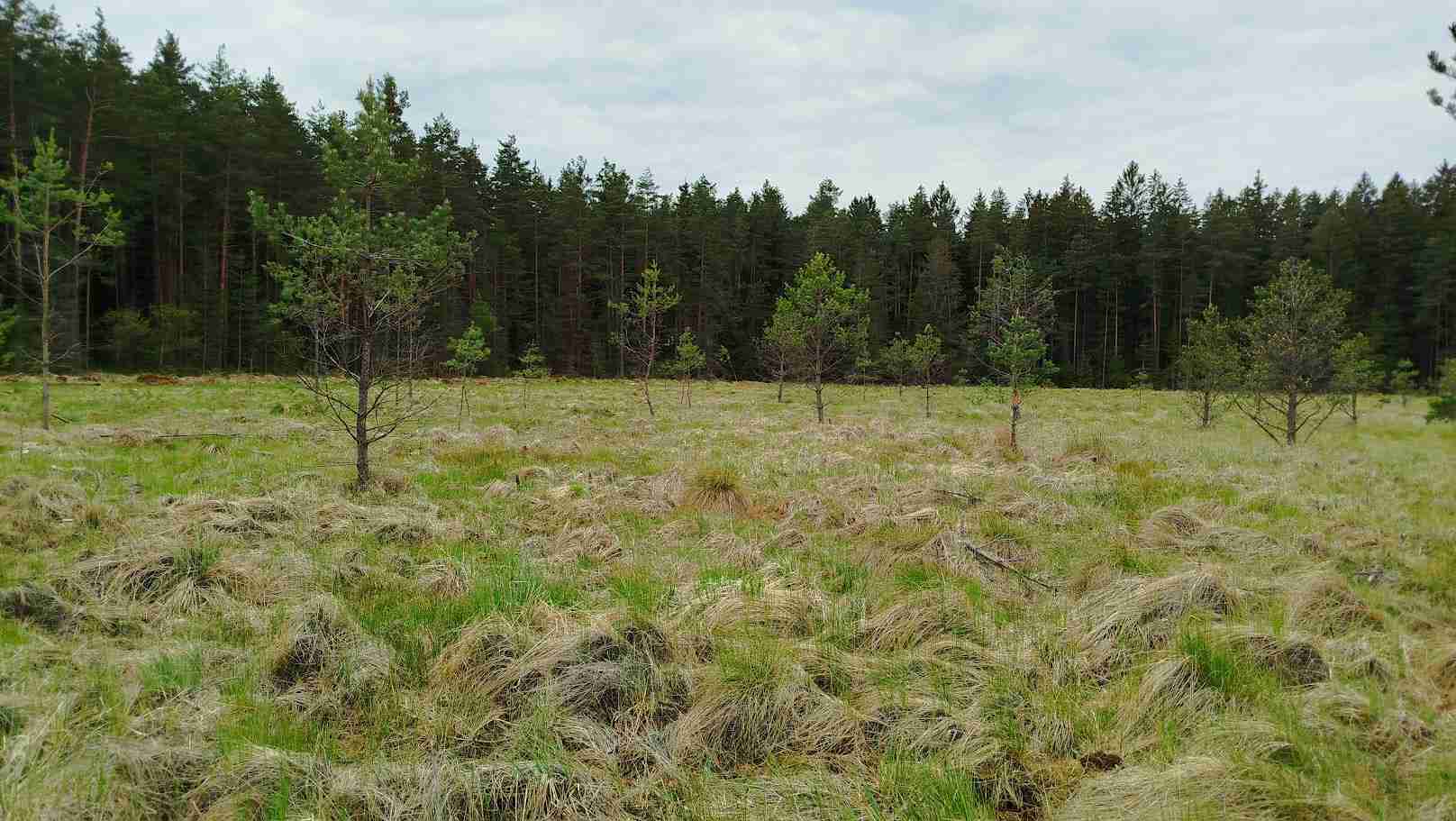 Plocha s ponechanými solitérními borovicemi. Foto Zdeňka Neudertová.