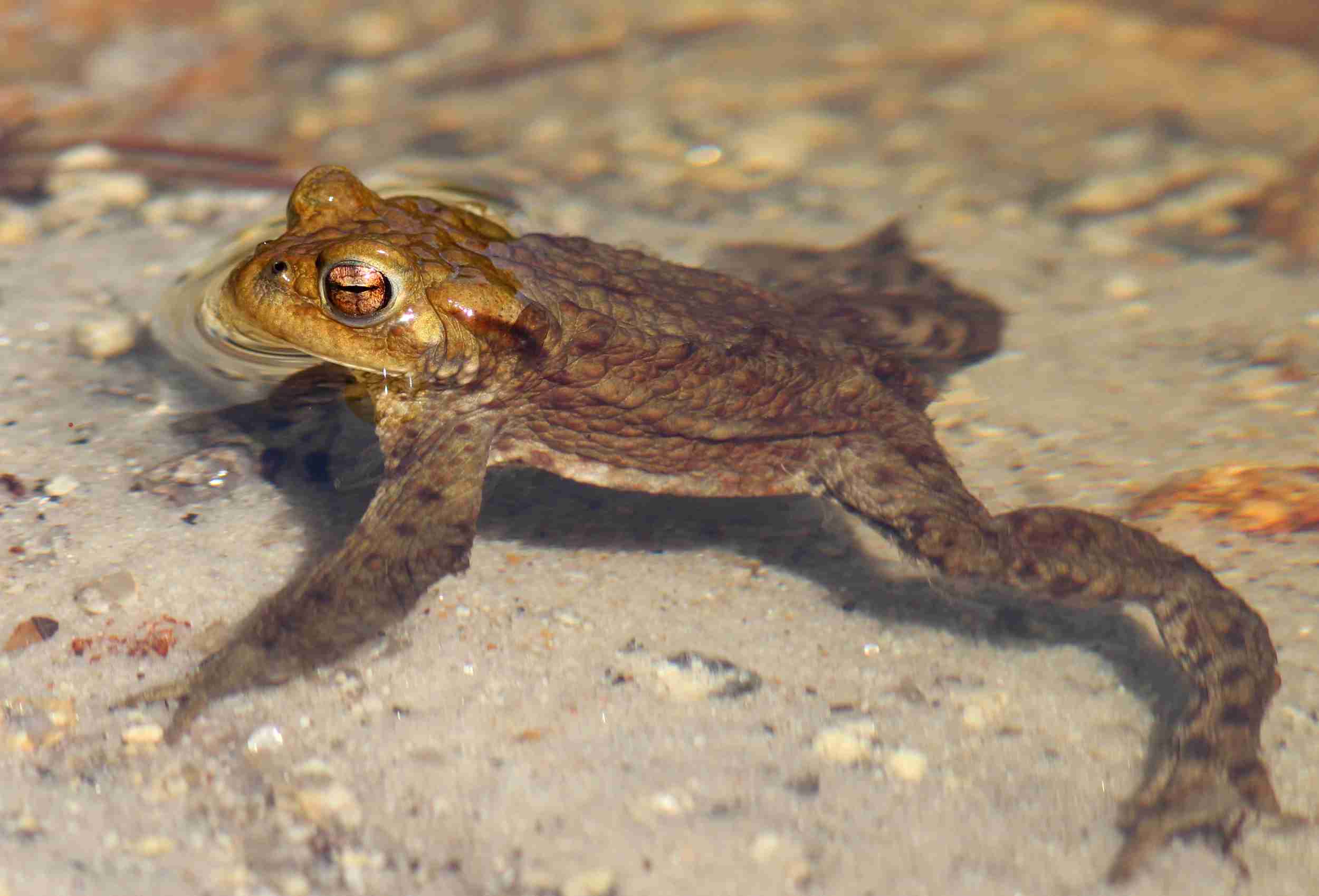 Ropucha obecná. Foto Jiří Neudert.