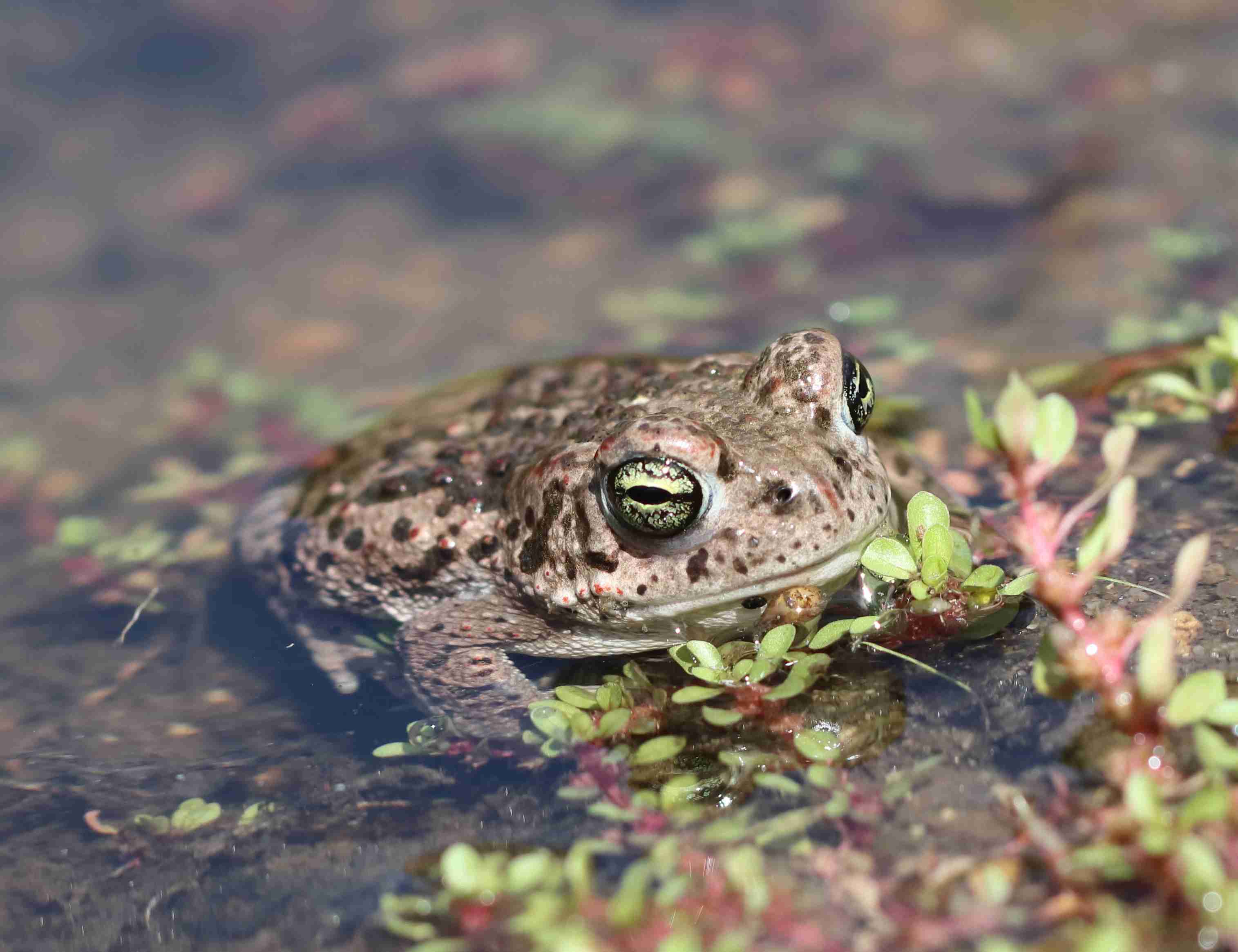 Ropucha krátkonohá. Foto Jiří Neudert.