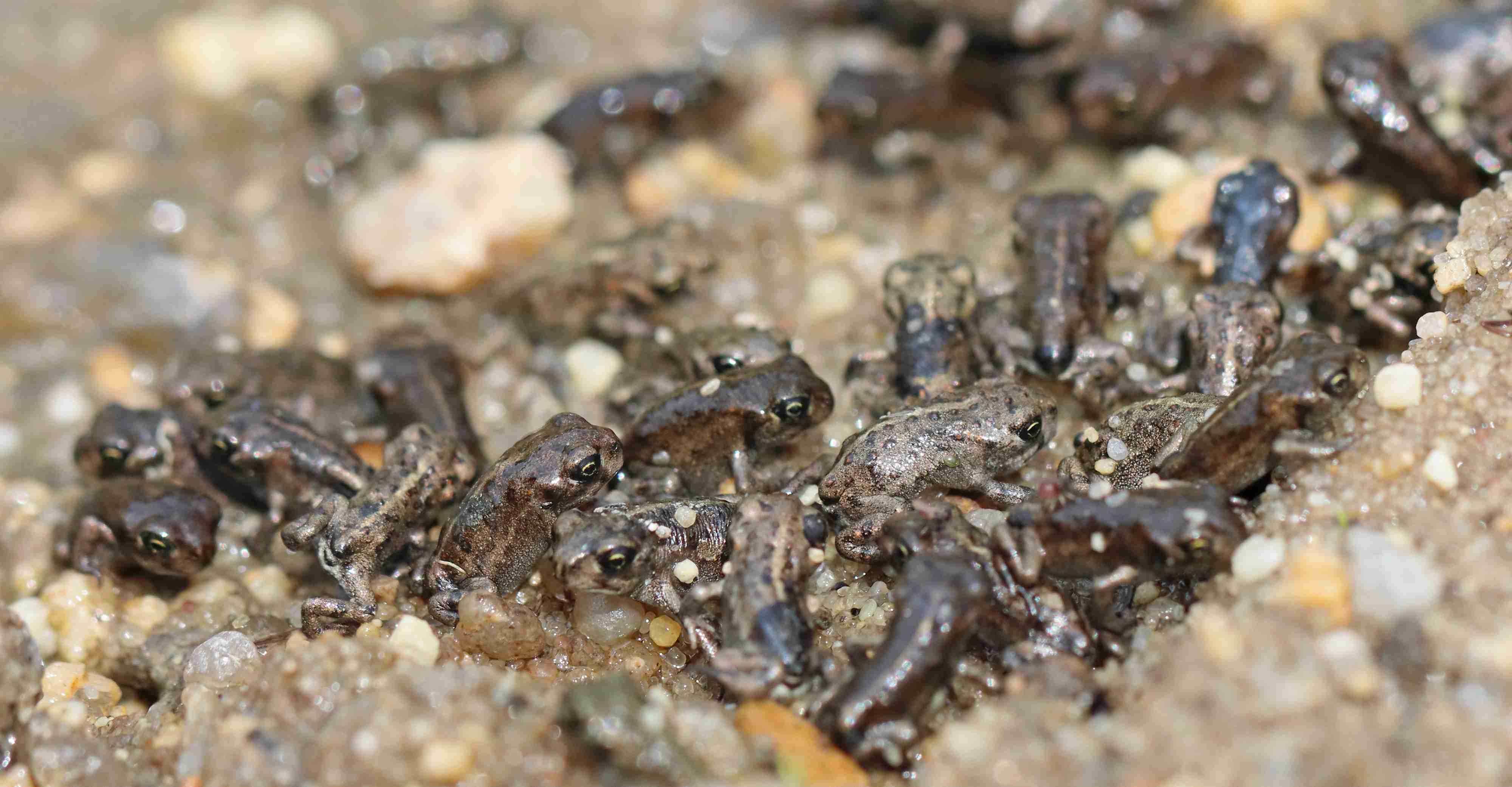Čerstvě metamorfovaní jedinci ropuchy krátkonohé. Foto Jiří Neudert.