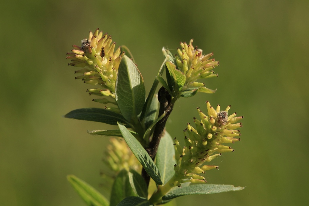 Vrba borůvkolistá.