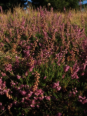 porost vřesu obecného, Zuzana Růžičková